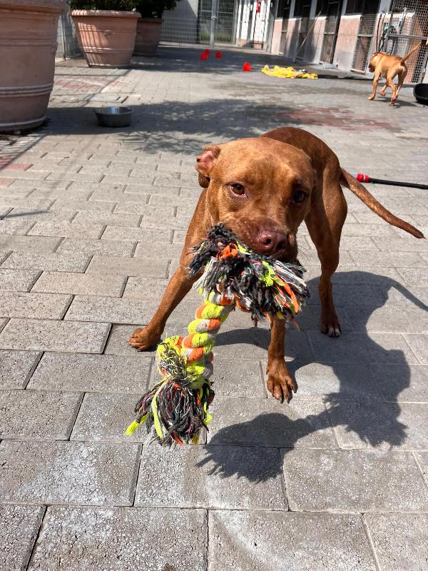 ALMA BELLISSIMA PIT Foto 4